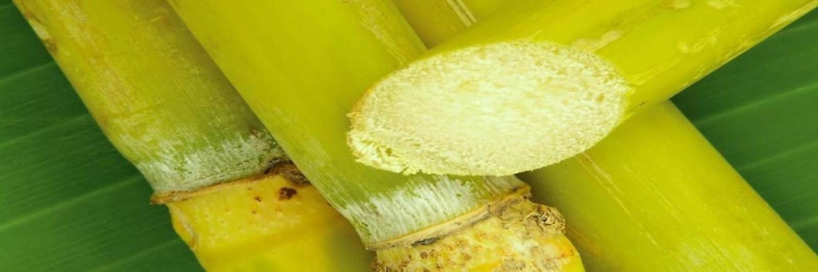 Canna Da Zucchero KO HĀPAI - Pianta Di Zucchero Bouddha Belly